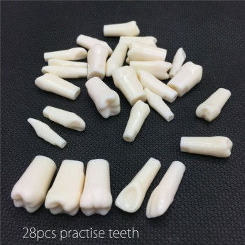 Dental Replacement Typodont Teeth 32 pcs with Screws Compatible with Kilgore Nissin 200