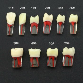 Dental RCT Endo Practise Typodont Teeth Naturally Rooted Compatible with Kilgore...