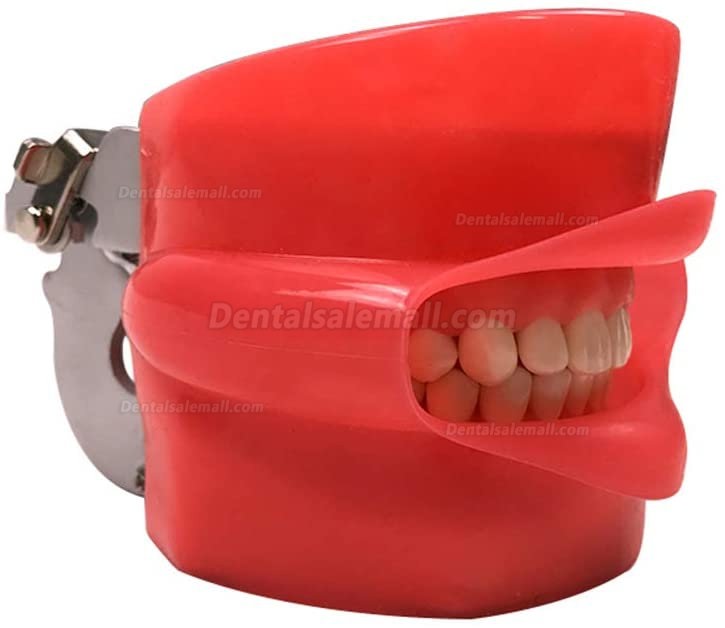 US STOCK!Bench Mount Dental Simulator Manikin Phantom Head Typodont Compatible Nissin Kilgores