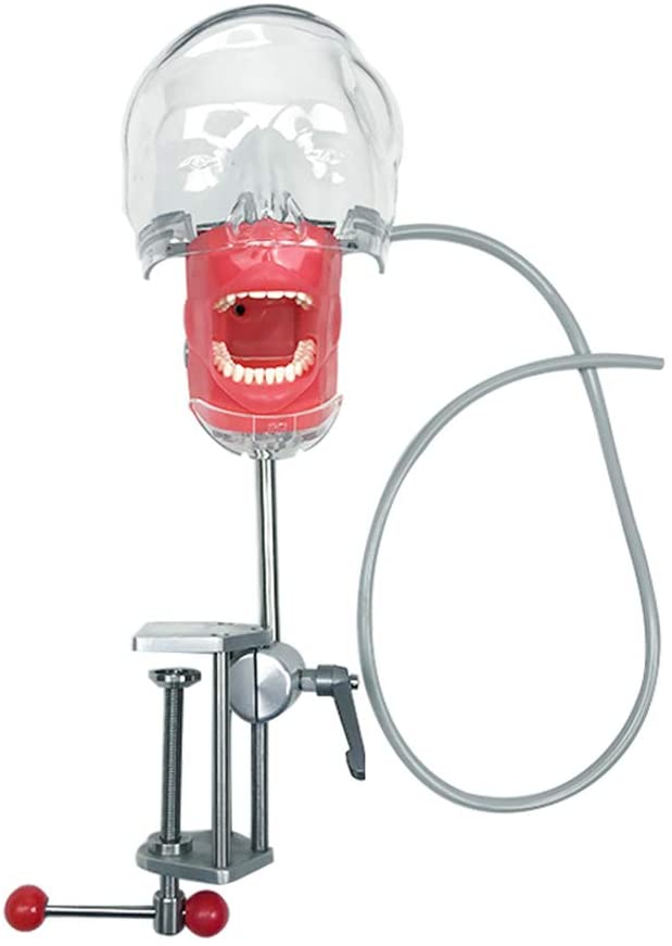 US STOCK!Bench Mount Dental Simulator Manikin Phantom Head Typodont  Compatible Nissin Kilgores