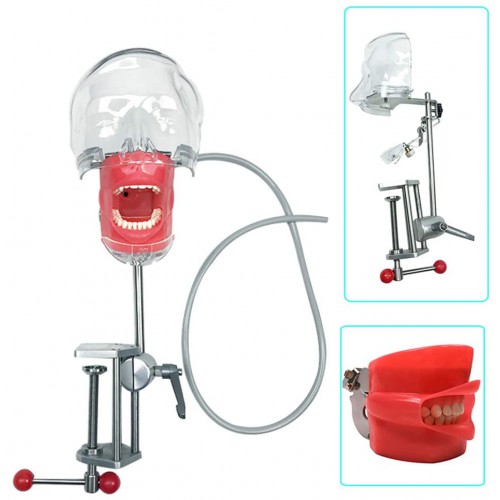 Bench Mount Dental Simulator Manikin Phantom Head Typodont Compatible Nissin Kilgores Bench Mount Dental Simulator Manikin Phantom Head Typodont Compatible Nissin Kilgores